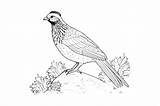 Quail Coloring Page For Kids Graphic By MyCreativeLife · Creative Fabrica sketch template