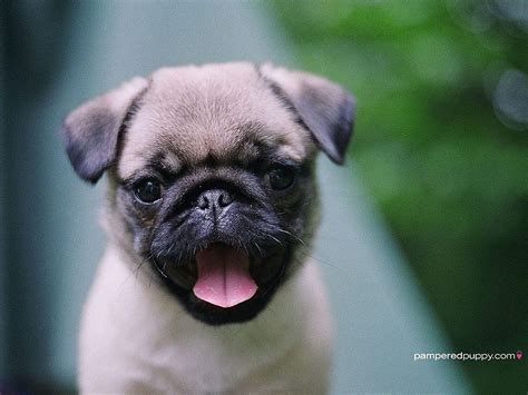 Anjing Pug Lucu (Halaman 1), Anjing Tertawa Wallpaper HD | Pxfuel