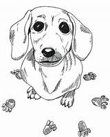 Wiener Dog Coloring Pages At GetColoringscom  Free Printable sketch template