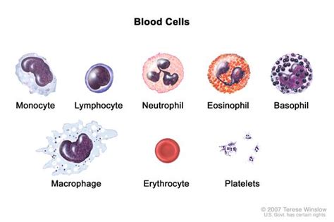 Neutrophils Function