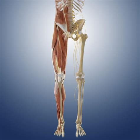 Anatomy Lower Body : Lower body anatomy, artwork Photograph by Science Photo ... - Even weighted ...