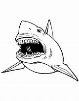 Printable Shark Coloring Pages  Home sketch template