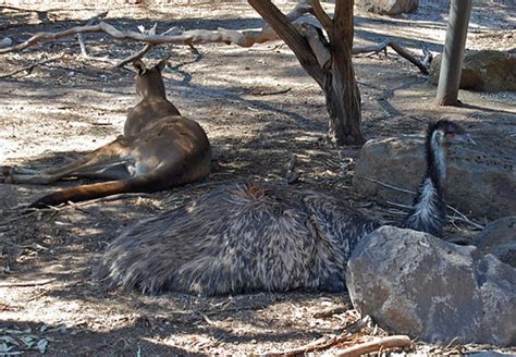 Emu and Kangaroo relax together in the shadows | Both, the e… | Flickr