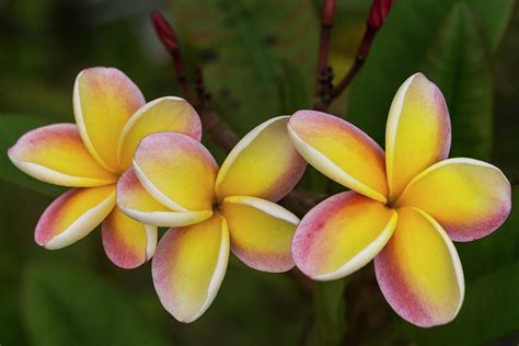 Three Pink And Yellow Plumeria Flowers - Hawaii Photograph by Brian Harig