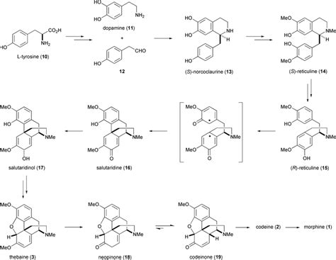 Morphine , the Proteus of organic molecules - Chemical Communications (RSC Publishing) DOI:10. ...