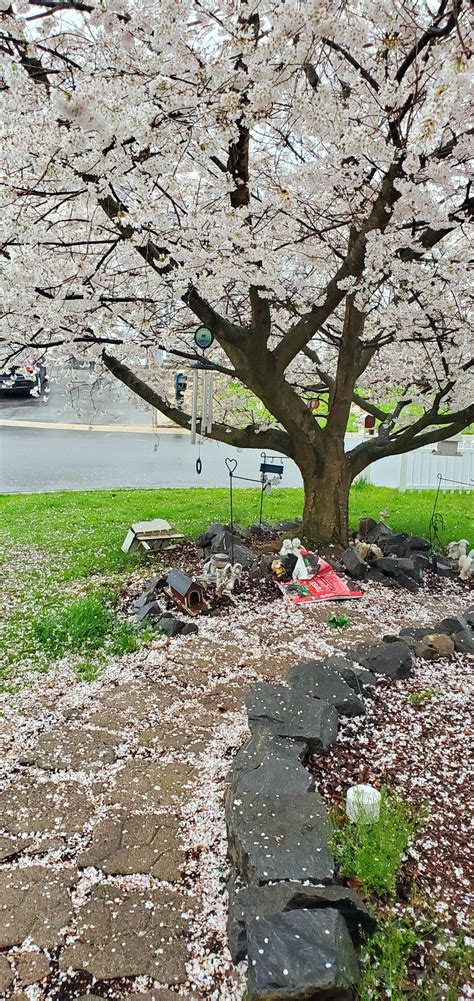 I'm still in awe of this almost 20yr old cherry blossom tree in my front yard : r/gardening