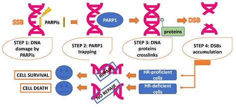 Cancers | Free Full-Text | PARP Inhibitors Resistance: Mechanisms and ...