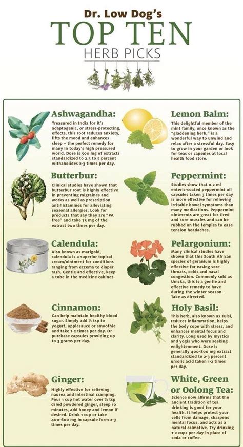 Top 10 Indian Medicinal Herbs for Health and Wellness