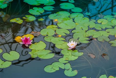 Pond lilies are taking over the surface of my pond. What should I do? - AZPonds & Supplies