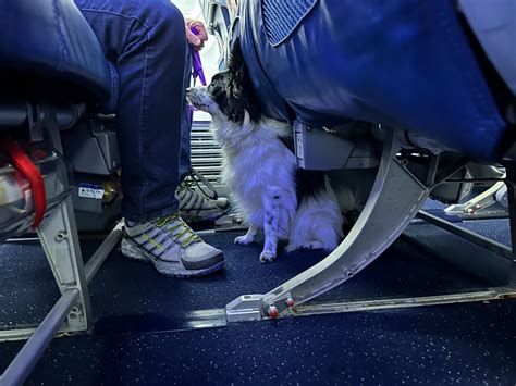 Puppies undergoing training to become future assistance dogs receive their wings at the Detroit ...