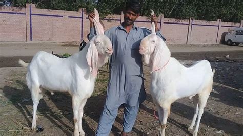 Rajanpur Bakra Mandi Pakistan Bakra Eid 2021 k Liyey | Eid pics ...