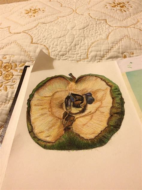 this is a colour pencil study of a rotting apple. i spent about 5 hours ...