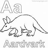 Aardvark Coloring Page Printable  Pages To sketch template