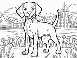 Vizsla Coloring Page  Free Printable For Kids sketch template