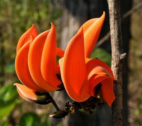 Butea monosperma flowers Baluran National Park East Java Indonesia | Indian flowers, Indoor ...