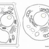 Animal Cell Coloring Pages Magna Structures And Functions  Free sketch template