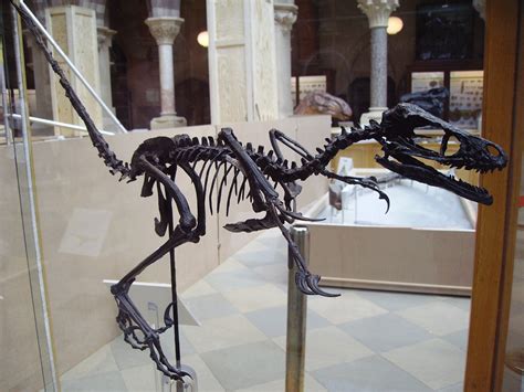 Restored Skeleton of Bambiraptor