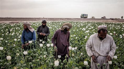 Taliban Outlaw Opium Poppy Cultivation in Afghanistan - The New York Times