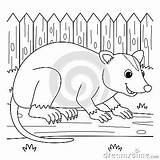 Opossum Animal Coloring Page For Kids Cartoon Vector  CartoonDealer sketch template