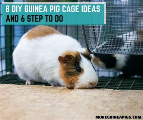 Everything To Know About Guinea Pig Sleeping Habits - More Guinea Pigs