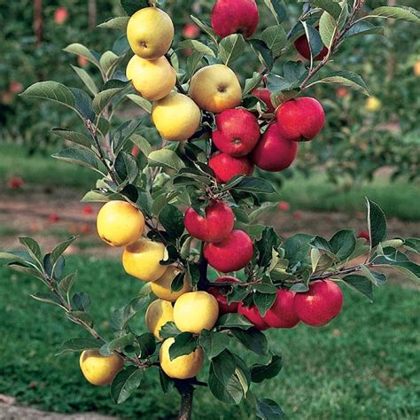 #Gardening : How to choose The Right Fruit tree from your local nursery (My-FavThings) | Fruit ...