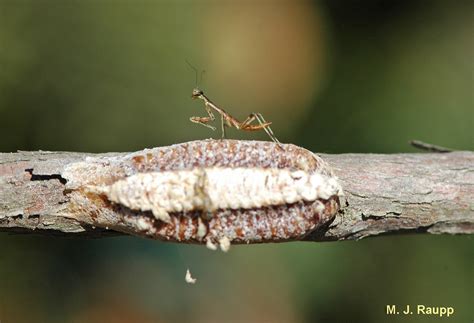 Surviving winter, Part III: Egg cases of the Praying mantis, Mantis religiosa , Chinese mantis ...