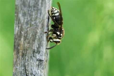 Size Does Matter: The Average Bald Faced Hornet Size - Recon Pest Services