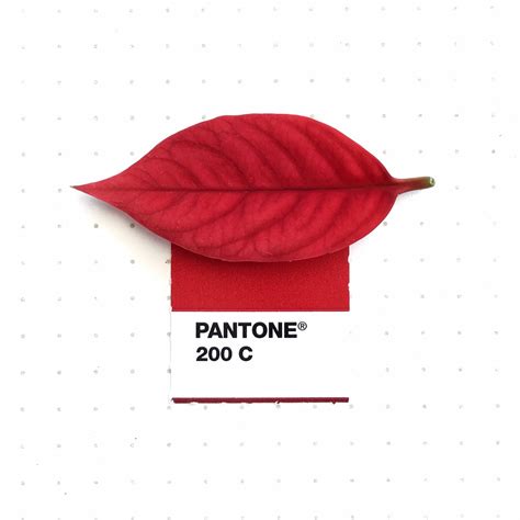 Tiny PMS Match - Pantone 200 color match. Poinsettia’s red leaf....