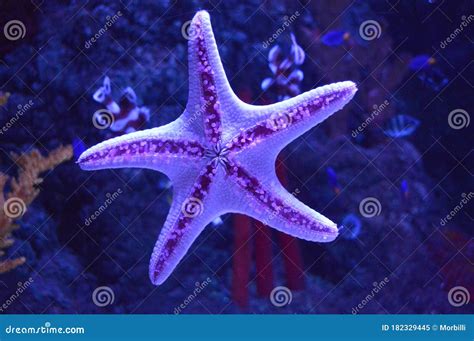 Purple Starfish Stock Photo | CartoonDealer.com #4741308