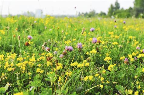 Meadow Lawn Turf - Tips For Turning Lawns Into Meadows | Gardening Know How