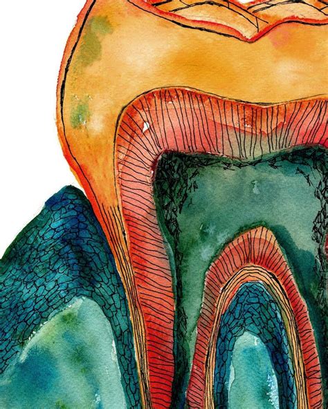 Tooth, Bone and Gingiva Watercolor Print - Abstract Dental Anatomy Art ...