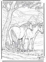 Free coloring Pages horse  Horses sketch template
