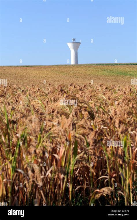 Sorghum field hi-res stock photography and images - Alamy