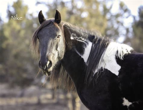 Blue Zeus — Skydog Ranch & Sanctuary