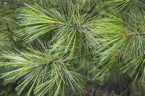 White Pine needles — Ontario Native Plant Nursery | Container Grown ...