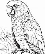 Parrots Coloring Pages sketch template