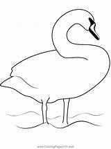 Swan 3 Coloring Page For Kids  Free Swans And Geese Printable sketch template