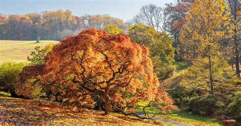 Fall Foliage Predictions for Greater Philadelphia 2023 - Americas ...