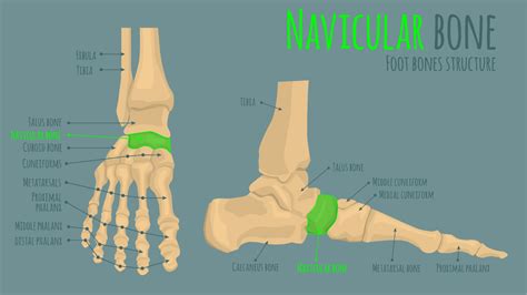 Navicular Anatomy