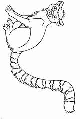 Lemur Coloring Page sketch template