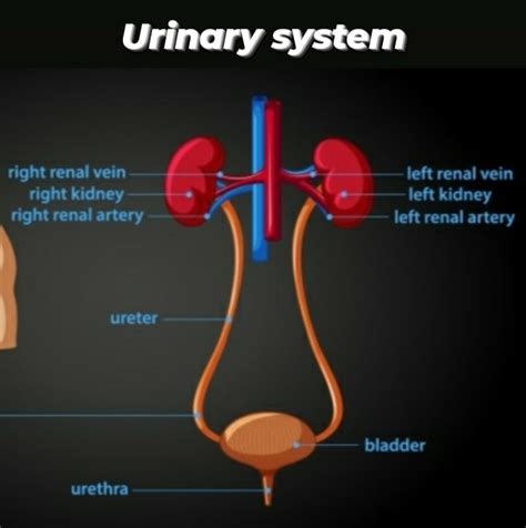 Anatomy And Physiology Urinary System Diagrams [diagram] Hum