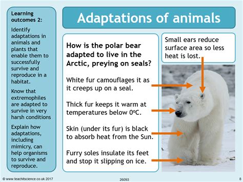 Polar Bear Adaptations