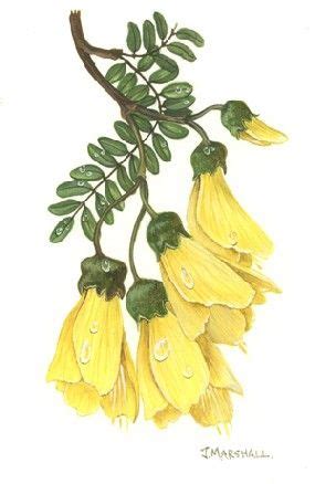 Kowhai New Zealand Tattoo, New Zealand Art, Botanical Illustration, Botanical Prints, Manipura ...