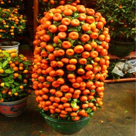 Orange Dwarf Bonsai Tree (20 Seeds) | Tree seeds, Fruit trees, Potted ...