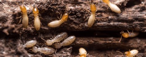 White Ant Treatment Perth | Ant Control Perth | Pest Control Perth