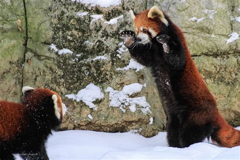 Usually solitary red panda cubs amaze zoo crowd with playful fight and 5ft prancing in the ...