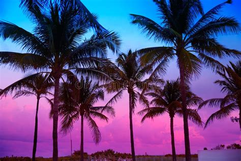 Miami Beach South Beach Sunset Palm Trees Florida Stock Image - Image ...