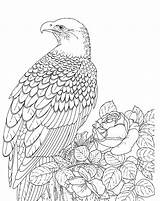 Free Printable Bald Eagle Coloring Pages For Kids sketch template