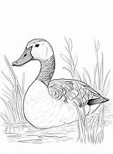 Goose Coloring Pages  Free Printable PDF & Online sketch template