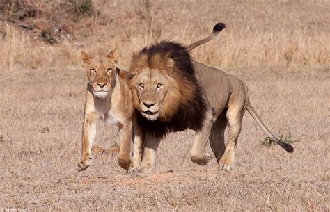 Meet the lion coalitions & prides of the Greater Kruger - Africa Geographic
